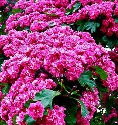 Alıç (Pembe Çiçekli- Süs Alıçı) Fidanı 400-500 cm-Aşılı-Gövde Çevresi 12-14 cm