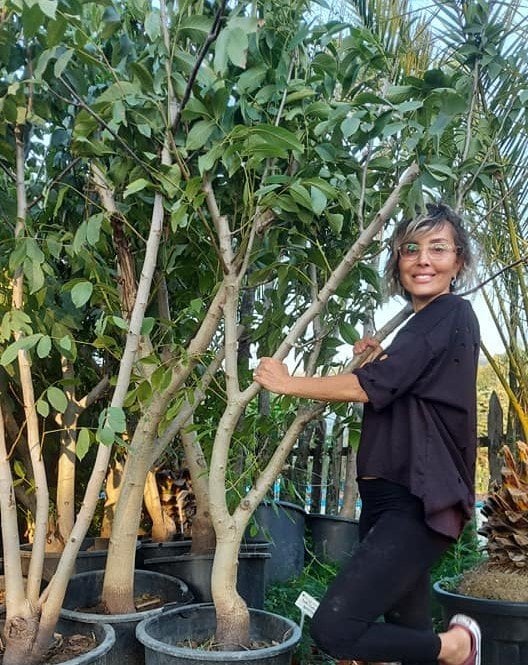 Chandler Ceviz Fidanı 200-250 cm-Gövde Çevresi 30-40 cm-12 Yaş