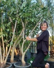 Chandler Ceviz Fidanı 200-250 cm-Gövde Çevresi 30-40 cm-12 Yaş