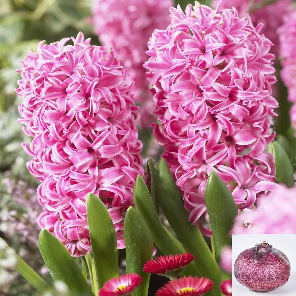 Pembe Kokulu Sümbül Soğanı ithal China Pink