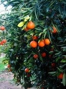 Mienola (Tangelo) Fidanı -3 Yaş- 100 cm-Muhtemelen Meyveli