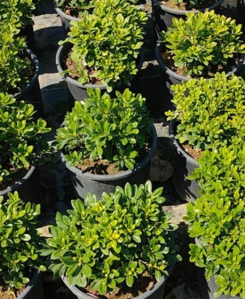 Pitos Forum Pittosporum Tobira-Dolgun Bitki-Gövde Çevresi 30 cm