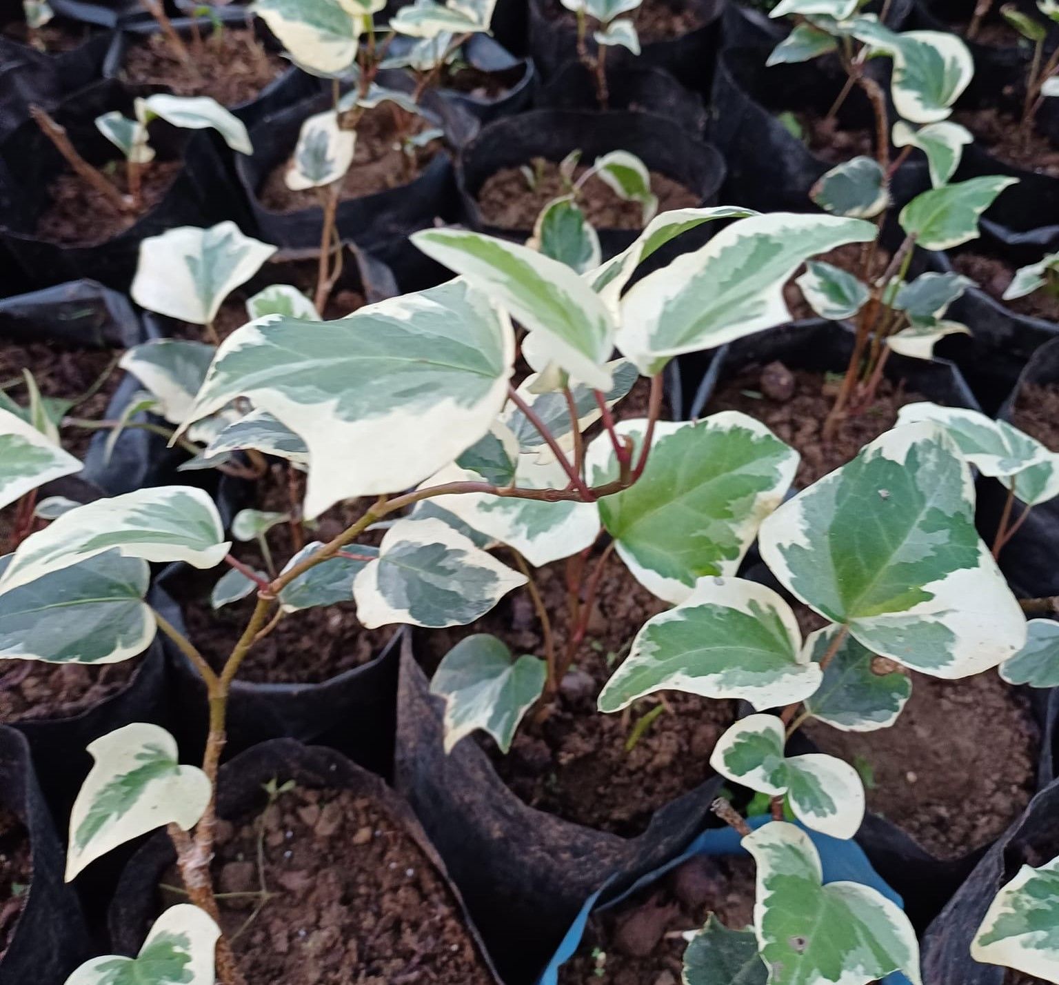 Hedera Helix Alacalı ( Alacalı Orman-Duvar Sarmaşığı)