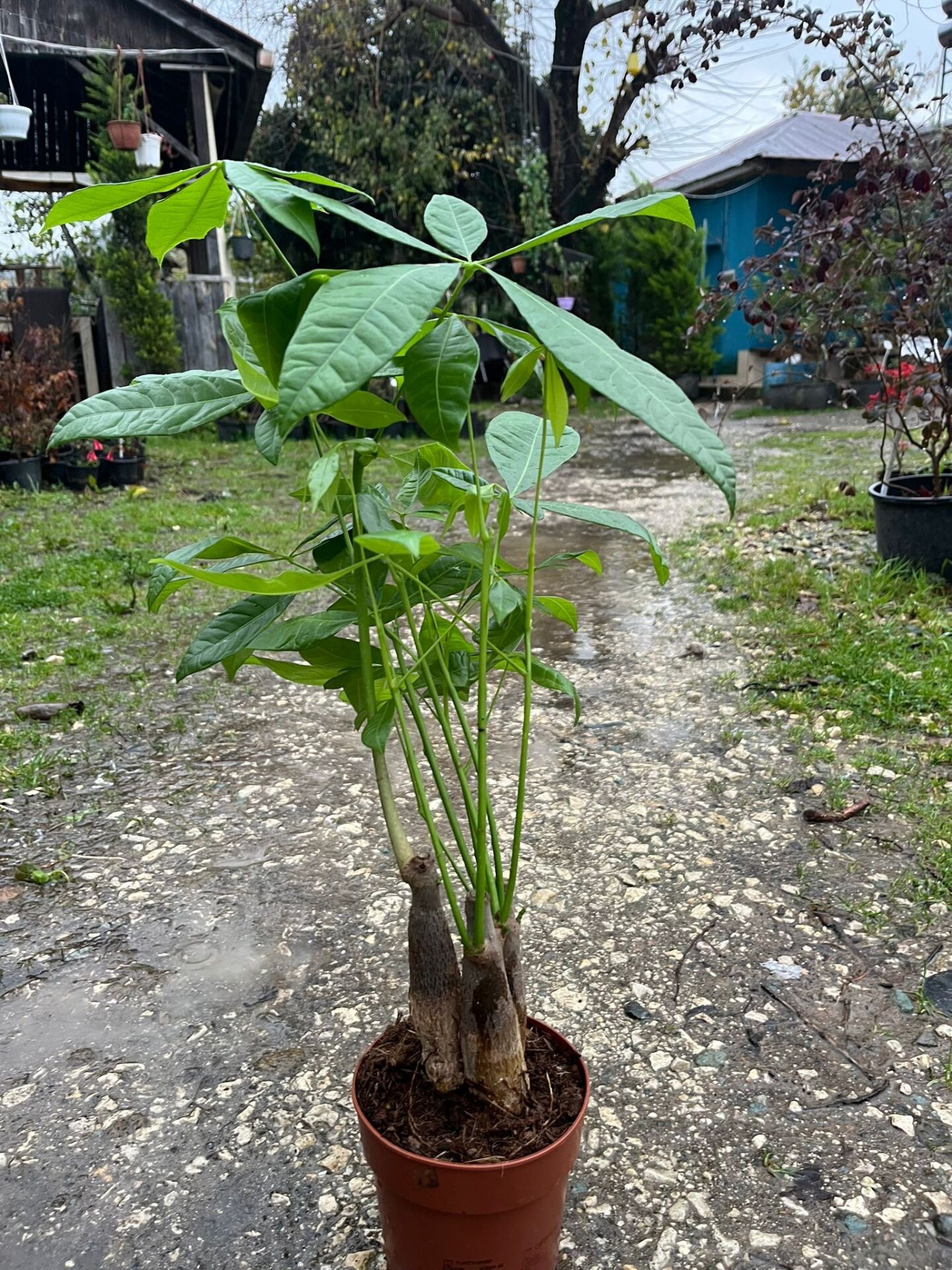 Pachira-Para Ağacı