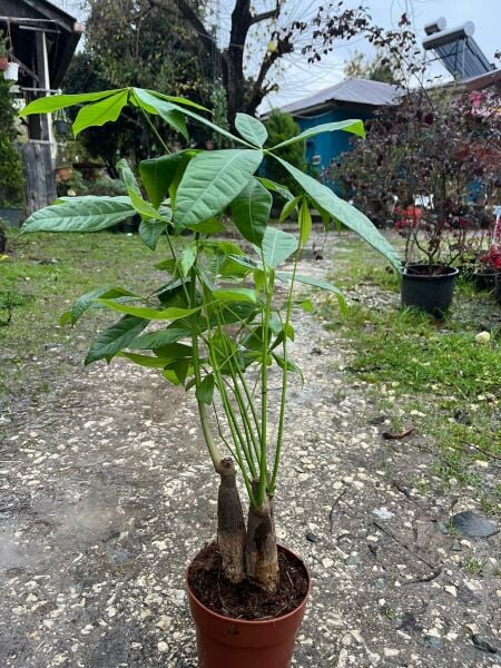 Pachira-Para Ağacı