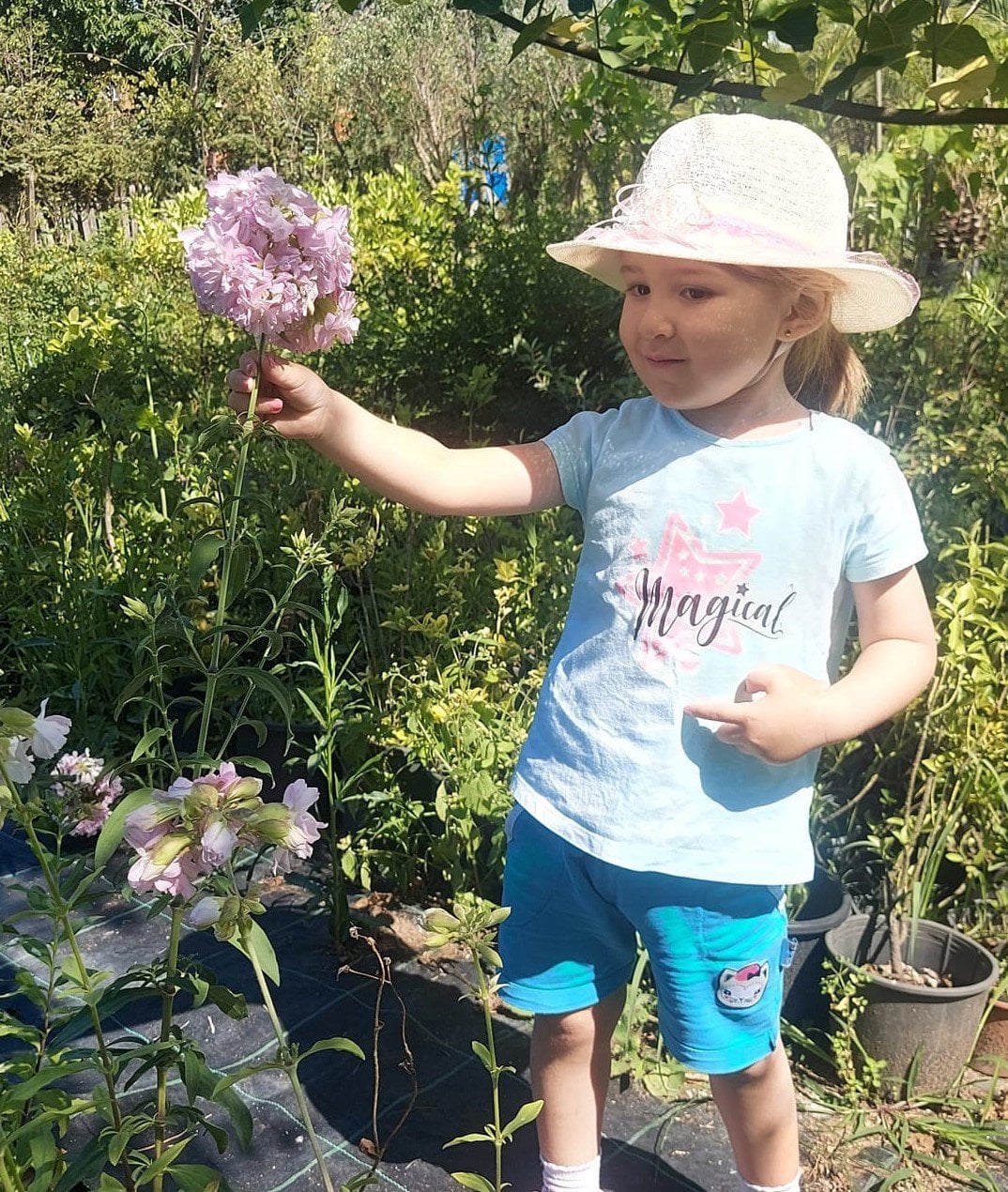 Saponaria Officinalis- Sabun Otu Fidesi 0-30 cm