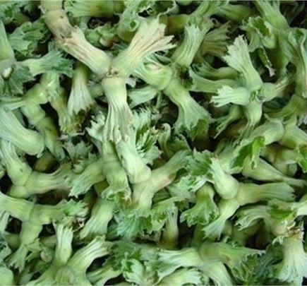 Kuş Fındığı Fidanı 130-180 cm-4 Yaş-Çerezlik