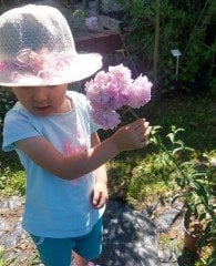 Saponaria Officinalis- Sabun Otu Fidesi 0-30 cm