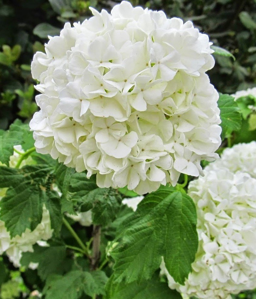 Yaz Kartopu Fidanı (Viburnum Opulus)- 120-150 cm