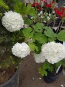 Yaz Kartopu Fidanı (Viburnum Opulus)- 120-150 cm