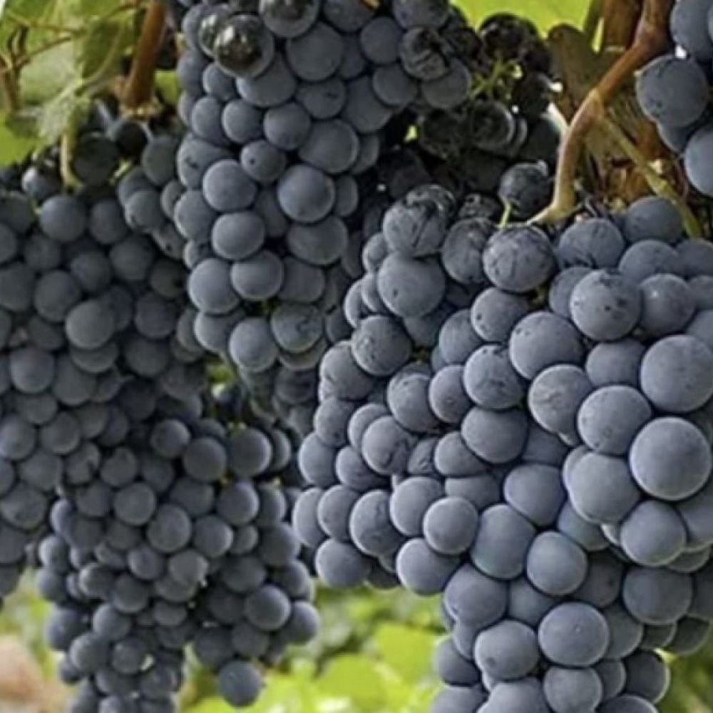 Öküzgözü Üzüm Fidanı 120 cm-3 Yaş-Açık Köklü