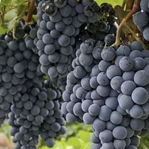 Öküzgözü Üzüm Fidanı 120 cm-3 Yaş