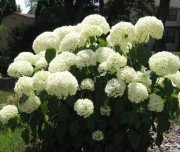 Yaz Kartopu Fidanı (Viburnum Opulus)- 120-150 cm