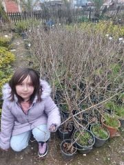 Yaz Kartopu Fidanı (Viburnum Opulus)- 120-150 cm