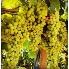 Mevlana Asma Fidanı 3 yaş-120 cm-Açık Köklü