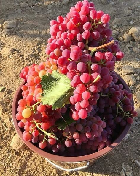 Elazığ Kırmızısı Üzüm Fidanı 3 Yaş 120 cm-Açık Köklü