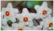 Mum Çiçeği (Hoya Cornasa) 20-30 cm