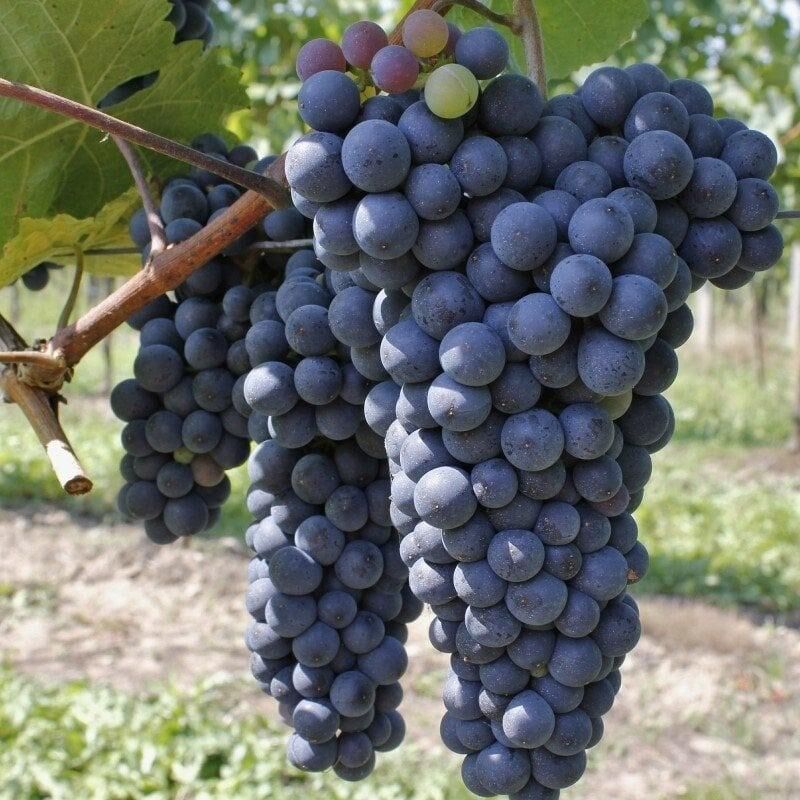 Trakya İlkeren Üzüm Fidanı 3 Yaş-120 cm