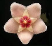 Mum Çiçeği (Hoya Cornasa) 20-30 cm