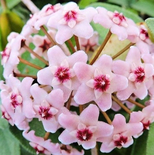 Mum Çiçeği (Hoya Cornasa) 20-30 cm