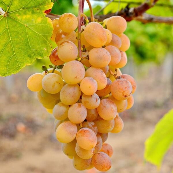 Ata Sarısı Üzüm Fidanı 3 Yaş 120 cm