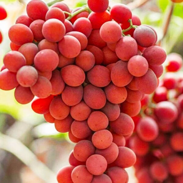 Crimson Seedles Üzüm Fidanı 3 yaş-120 cm