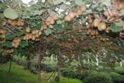 4 kg Kivi Meyve Satışı-Doğal kendi bahçemizden