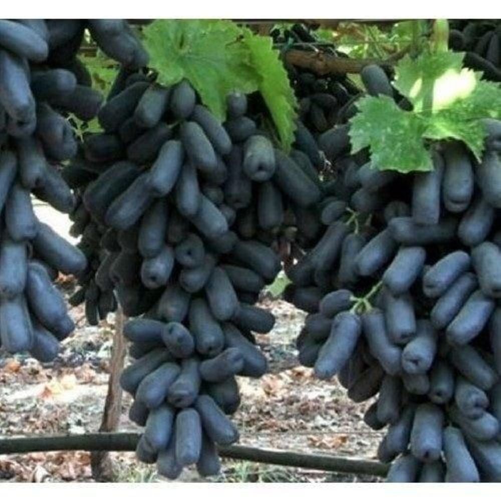 Black Finger Üzüm Fidanı 3 Yaş 120 cm-Açık Köklü