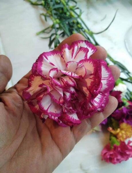 Karanfil Chabaud Biçmelik Koca Kafa