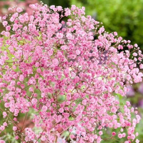 Gypsophila-Cipso-Bebek Nefesi Çiçeği Fidesi