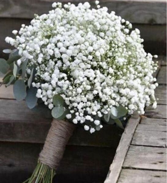 Gypsophila-Cipso-Bebek Nefesi Çiçeği Fidesi