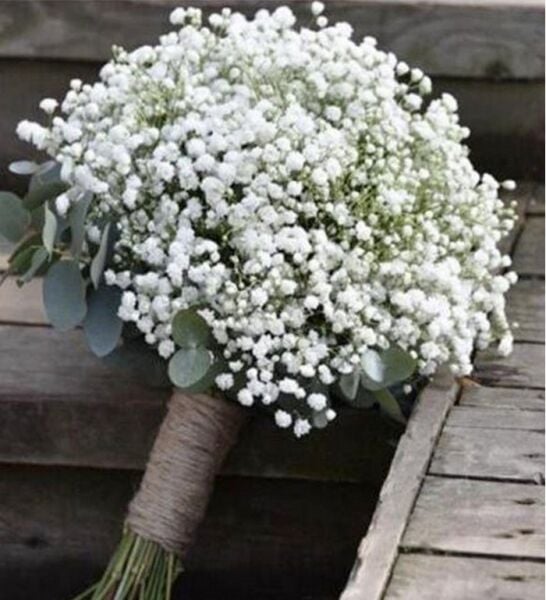 Gypsophila-Cipso-Bebek Nefesi Çiçeği Fidesi