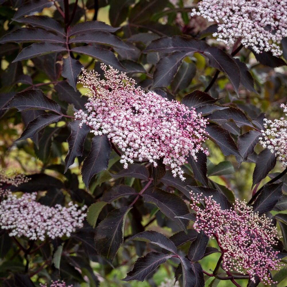 Siyah Yapraklı Mürver Fidanı-Sambucus Nigra Black Beauty Gerda