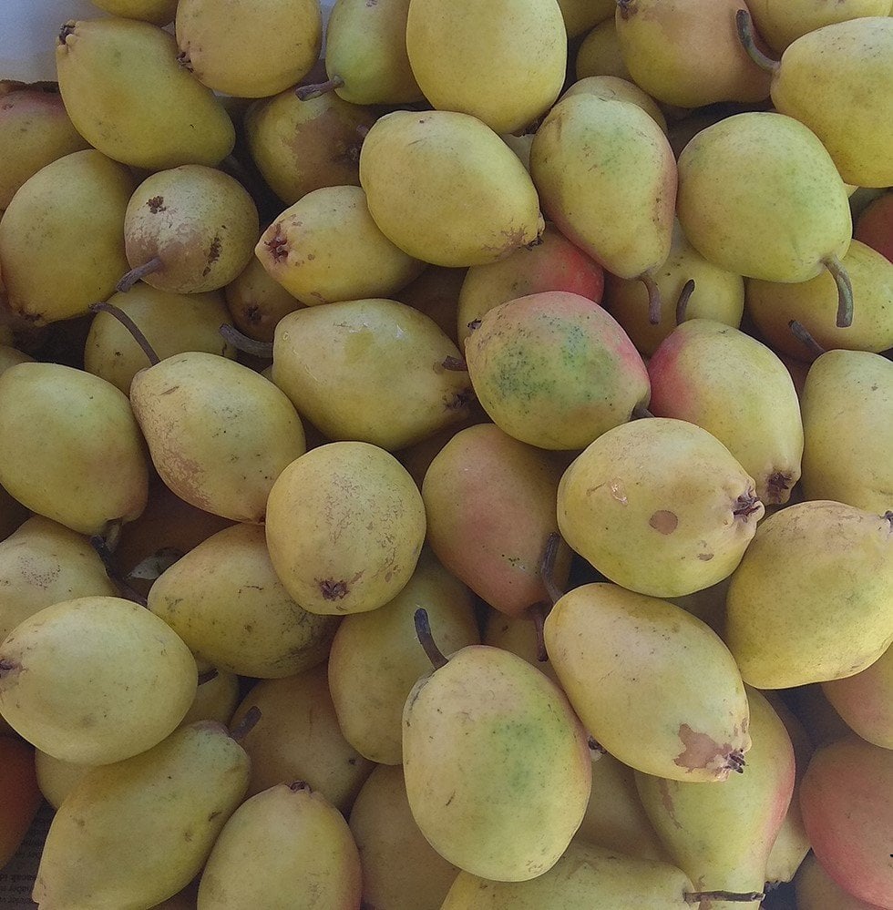 Sakal Çürüten Armut Fidanı-150-200 cm-Açık Köklü