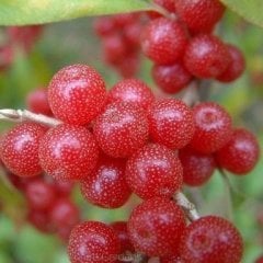 Güz Zeytini (Eleagnus Umbellata) Fidanı 130-150 cm