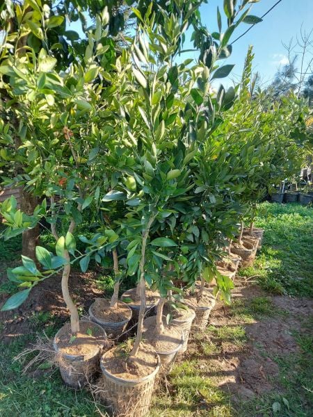 Rize Mandalinası 6-7 Yaş 170-230 cm