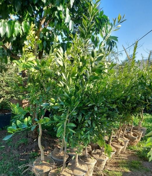 Rize Mandalinası 6-7 Yaş 170-230 cm