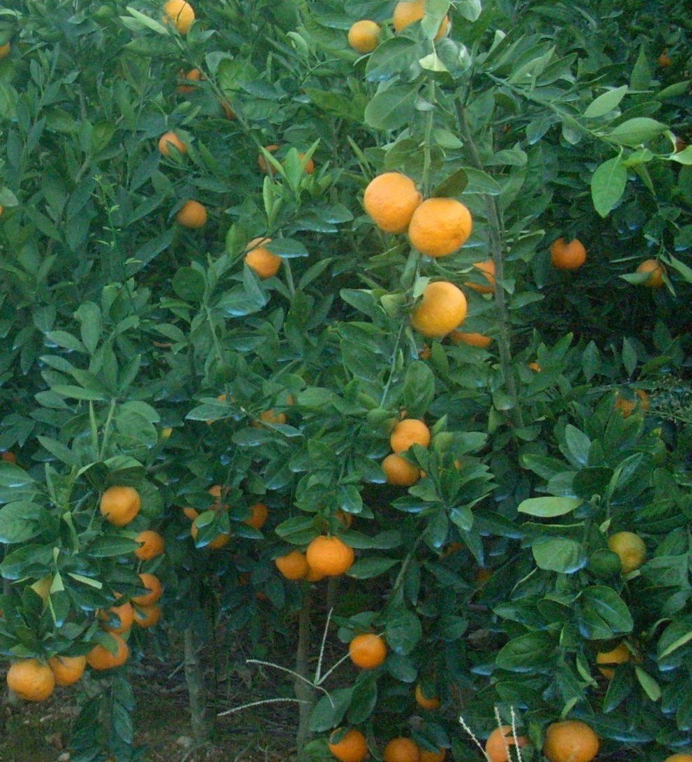 Rize Mandalinası 6-7 Yaş 170-230 cm