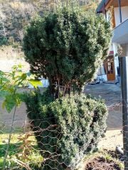 Taxus Baccata Fidanı 80-120 cm