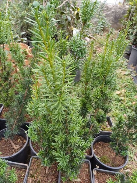 Taxus Baccata Fidanı 80-120 cm