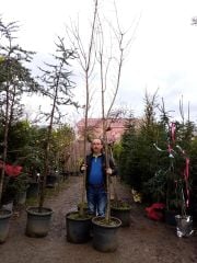 Kırmızı Çınar Yapraklı Akcaagaç Acer Platanoides Crimsomn King 400 cm-Gövde Çevresi 12-14 cm
