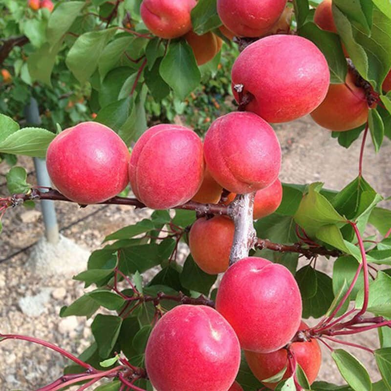 Flopria Kayısı Fidanı 120-150 cm Açık Köklü