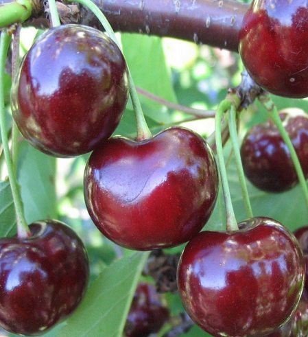 Kiraz Fidanı Sweetheart-150 cm-Tüplü