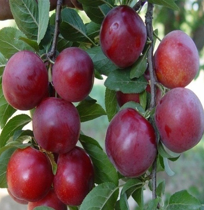 Havran Erik Fidanı 150 cm-Tüplü