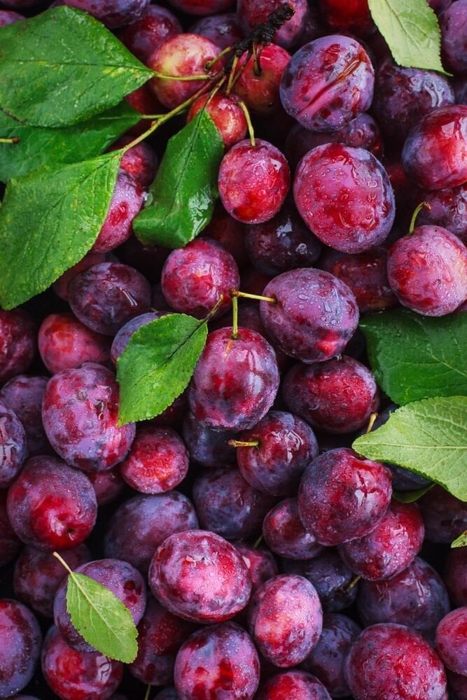 Üryani eriği fidanı 150 cm-Tüplü