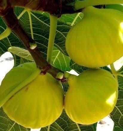 İncir Fidanı Beyaz Orak 3 Yaş 130 cm