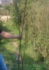 Üryani eriği fidanı 150 cm-Tüplü