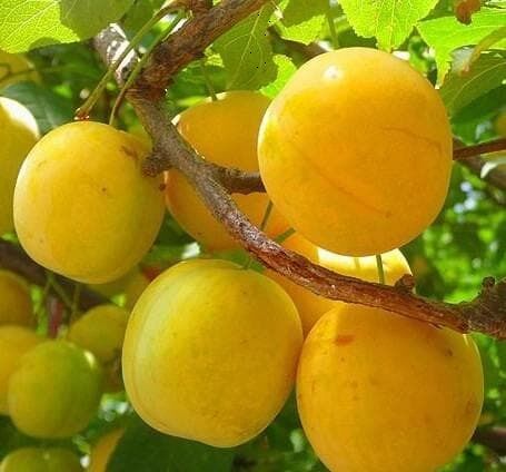 Yerli Karadeniz Şeftali Fidanı 7 Yaş-Gövde Çevresi 10-14 cm