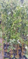 June Beauty (Haziran Güzeli) Armut 150 cm-4 Yaş-Tüplü