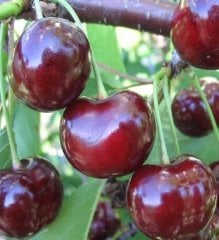 Kiraz Fidanı Sweetheart-8 Yaş- Boy 250-300 cm-Gövde Çevresi 8-10 cm